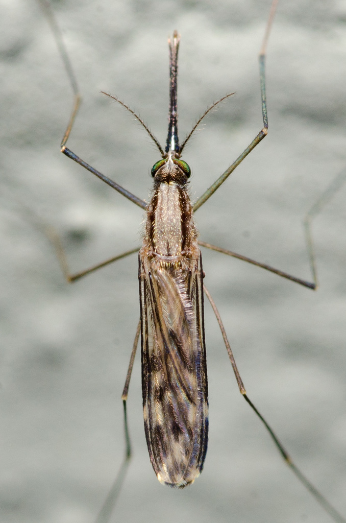 Anopheles perplexens