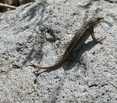 Southwestern Fence Lizard