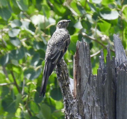 Townsend's Solitaire