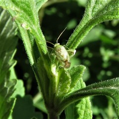 Taylorilygus apicalis