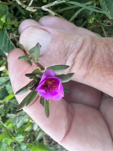 shaggy portulaca