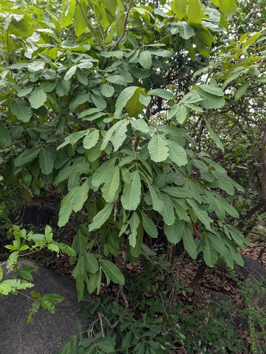 Schleichera oleosa, photograph 6