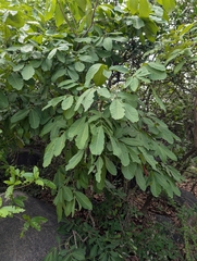 Schleichera oleosa, photograph (c) Ravuri Krishna Chaitanya, some rights reserved (CC BY)