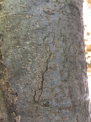 Zimmermannia liebwerdella