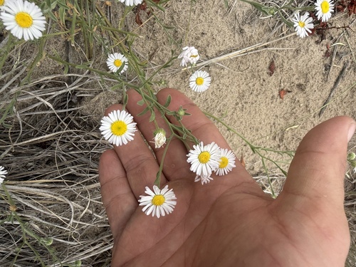 Plains fleabane