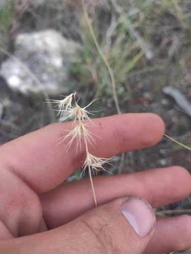 Bouteloua rigidiseta, photograph 3