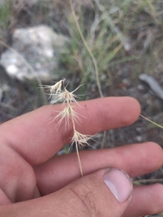 Bouteloua rigidiseta, photograph author not stated, no rights reserved