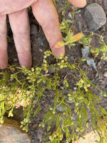 Saltmarsh Sand Spurry