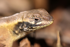 Stenocercus roseiventris