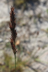 Eragrostis chapelieri