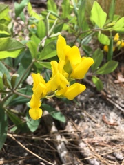 Baptisia sphaerocarpa