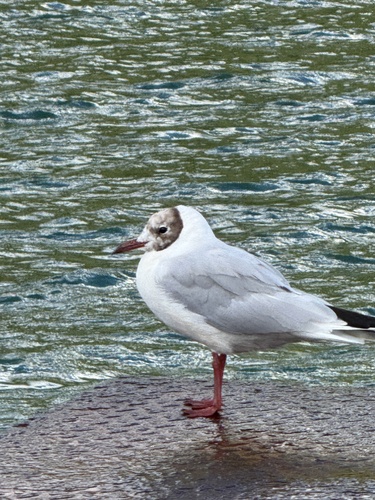 iNaturalist: (c) behaviourchangecornwall, some rights reserved (CC BY-NC) iNaturalist image