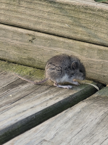 Eastern Deermouse