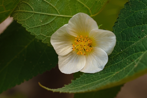Herissantia tiubae, photograph 2