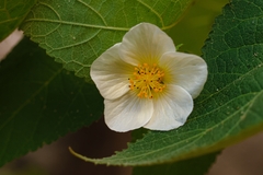 Herissantia tiubae, photograph Inacio Oliveira, CC BY, iNaturalist via GBIF
