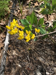 Baptisia sphaerocarpa