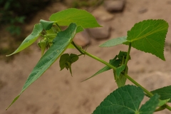 Herissantia tiubae, photograph Inacio Oliveira, CC BY, iNaturalist via GBIF