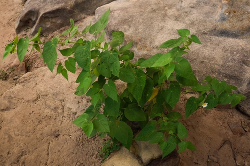 Herissantia tiubae, photograph 5