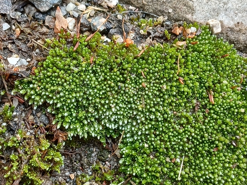 Bryum d'argent