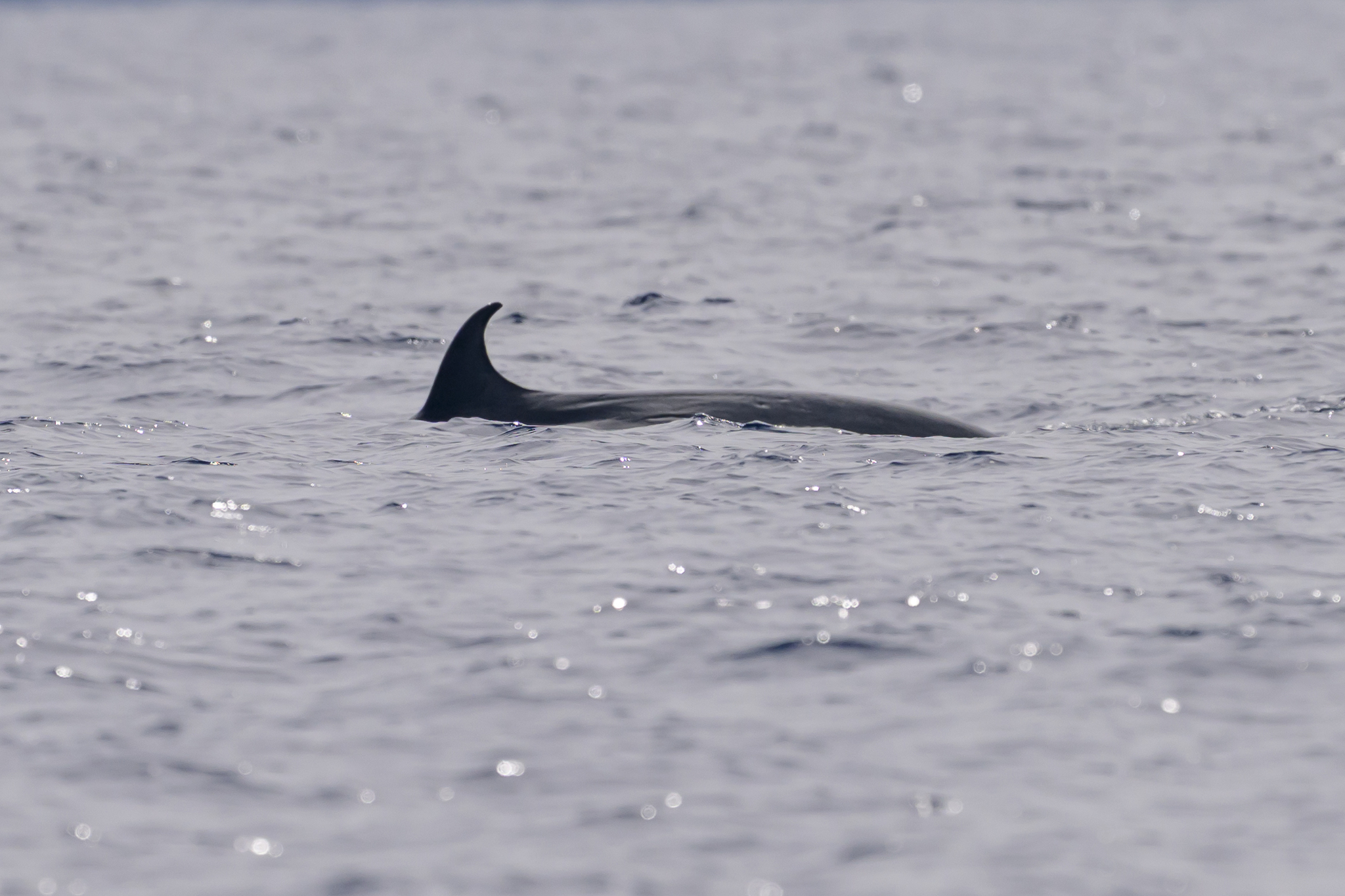 Balaenoptera edeni
