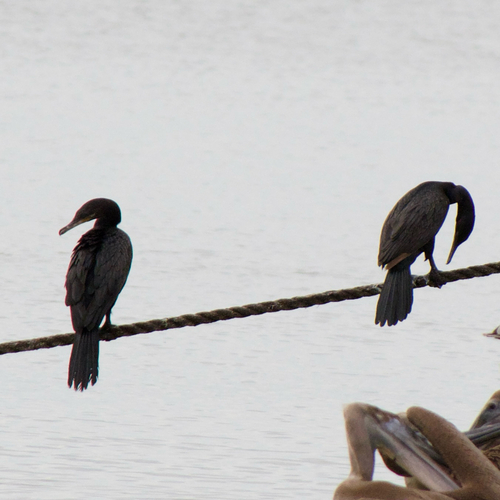 Neotropic Cormorant