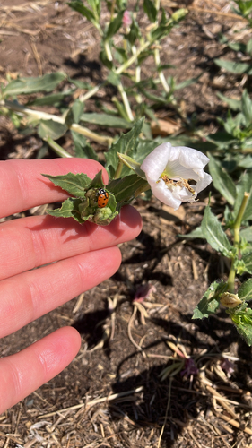 Convergent Lady Beetle