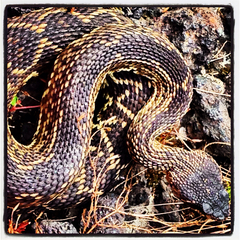 Crotalus molossus nigrescens