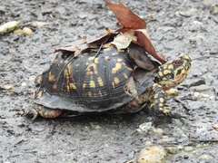Terrapene carolina carolina