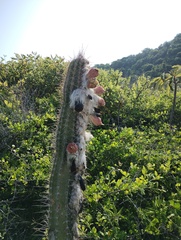 Pilosocereus collinsii, photograph (c) Carlos Domínguez-Rodríguez, some rights reserved (CC BY)