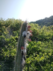 Pilosocereus collinsii, photograph (c) Carlos Domínguez-Rodríguez, some rights reserved (CC BY)