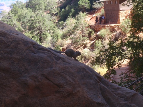 Rock Squirrel