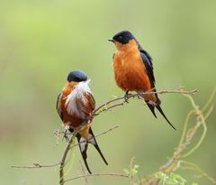 Red-Breasted Swallow photo 2