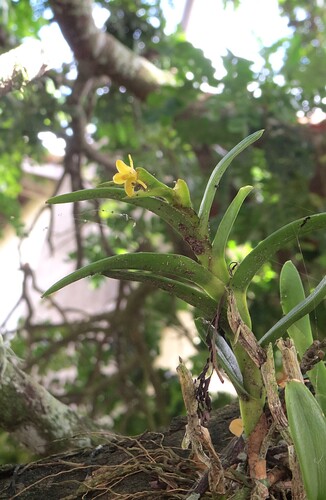 Epidendrum rigidum, photograph 2