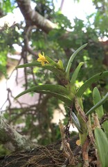 Epidendrum rigidum, photograph (c) Gustavo Sandres, some rights reserved (CC BY-SA)