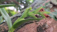 Epidendrum rigidum, photograph (c) Gustavo Sandres, some rights reserved (CC BY-SA)