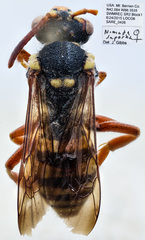 Nomada superba