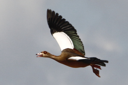 iNaturalist: (c) antonio ngovene, some rights reserved (CC BY-NC), uploaded by antonio ngovene iNaturalist image