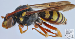 Nomada superba