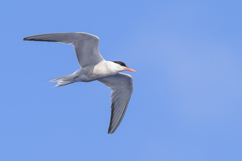 iNaturalist: (c) Stephen John Davies, some rights reserved (CC BY-NC), uploaded by Stephen John Davies iNaturalist image