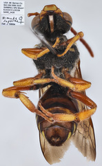 Nomada superba