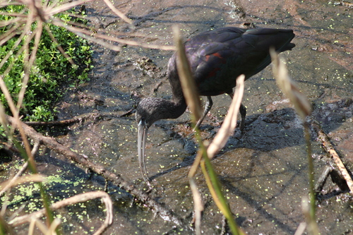 iNaturalist image
