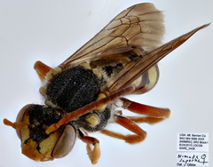 Nomada superba