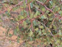 Prunus fremontii