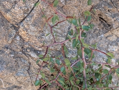 Prunus fremontii, photograph (c) Sergey, some rights reserved (CC BY)