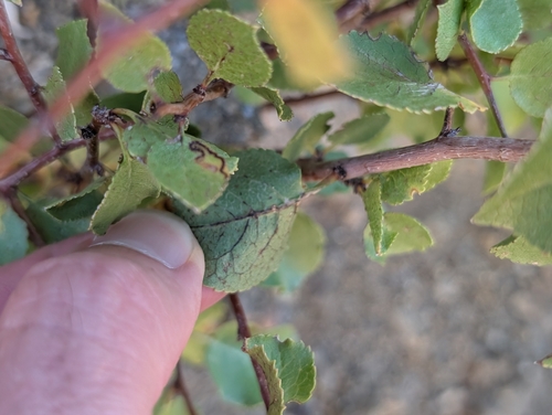 Prunus fremontii, photograph 2