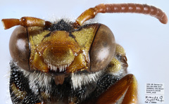 Nomada superba