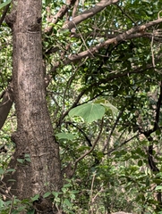 Firmiana colorata