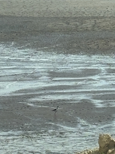 Black-necked Stilt