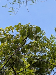 Firmiana colorata, photograph (c) Ravuri Krishna Chaitanya, some rights reserved (CC BY)