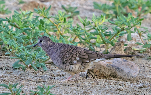 Columbina inca